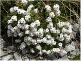 Planina Podvežak - Lučki Dedec